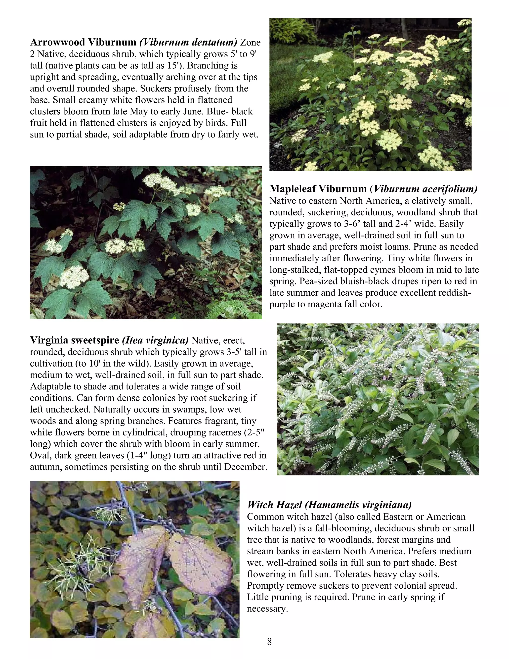 Arrowwood Viburnum (Viburnum dentatum) Zone
2 Native, deciduous shrub, which typically grows 5' to 9'
tall (native plants can be as tall as 15'). Branching is
upright and spreading, eventually arching over at the tips
and overall rounded shape. Suckers profusely from the
base. Small creamy white flowers held in flattened
clusters bloom from late May to early June. Blue- black
fruit held in flattened clusters is enjoyed by birds. Full
sun to partial shade, soil adaptable from dry to fairly wet.




                                                                Mapleleaf Viburnum (Viburnum acerifolium)
                                                                Native to eastern North America, a elatively small,
                                                                rounded, suckering, deciduous, woodland shrub that
                                                                typically grows to 3-6’ tall and 2-4’ wide. Easily
                                                                grown in average, well-drained soil in full sun to
                                                                part shade and prefers moist loams. Prune as needed
                                                                immediately after flowering. Tiny white flowers in
                                                                long-stalked, flat-topped cymes bloom in mid to late
                                                                spring. Pea-sized bluish-black drupes ripen to red in
                                                                late summer and leaves produce excellent reddish-
                                                                purple to magenta fall color.


Virginia sweetspire (Itea virginica) Native, erect,
rounded, deciduous shrub which typically grows 3-5' tall in
cultivation (to 10' in the wild). Easily grown in average,
medium to wet, well-drained soil, in full sun to part shade.
Adaptable to shade and tolerates a wide range of soil
conditions. Can form dense colonies by root suckering if
left unchecked. Naturally occurs in swamps, low wet
woods and along spring branches. Features fragrant, tiny
white flowers borne in cylindrical, drooping racemes (2-5"
long) which cover the shrub with bloom in early summer.
Oval, dark green leaves (1-4" long) turn an attractive red in
autumn, sometimes persisting on the shrub until December.


                                                        Witch Hazel (Hamamelis virginiana)
                                                        Common witch hazel (also called Eastern or American
                                                        witch hazel) is a fall-blooming, deciduous shrub or small
                                                        tree that is native to woodlands, forest margins and
                                                        stream banks in eastern North America. Prefers medium
                                                        wet, well-drained soils in full sun to part shade. Best
                                                        flowering in full sun. Tolerates heavy clay soils.
                                                        Promptly remove suckers to prevent colonial spread.
                                                        Little pruning is required. Prune in early spring if
                                                        necessary.


                                                               8
 