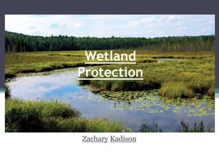 Zachary Kadison
Wetland
Protection
 