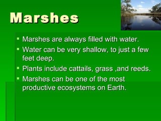 Marshes Marshes are always filled with water. Water can be very shallow, to just a few feet deep. Plants include cattails, grass ,and reeds. Marshes can be one of the most productive ecosystems on Earth. 