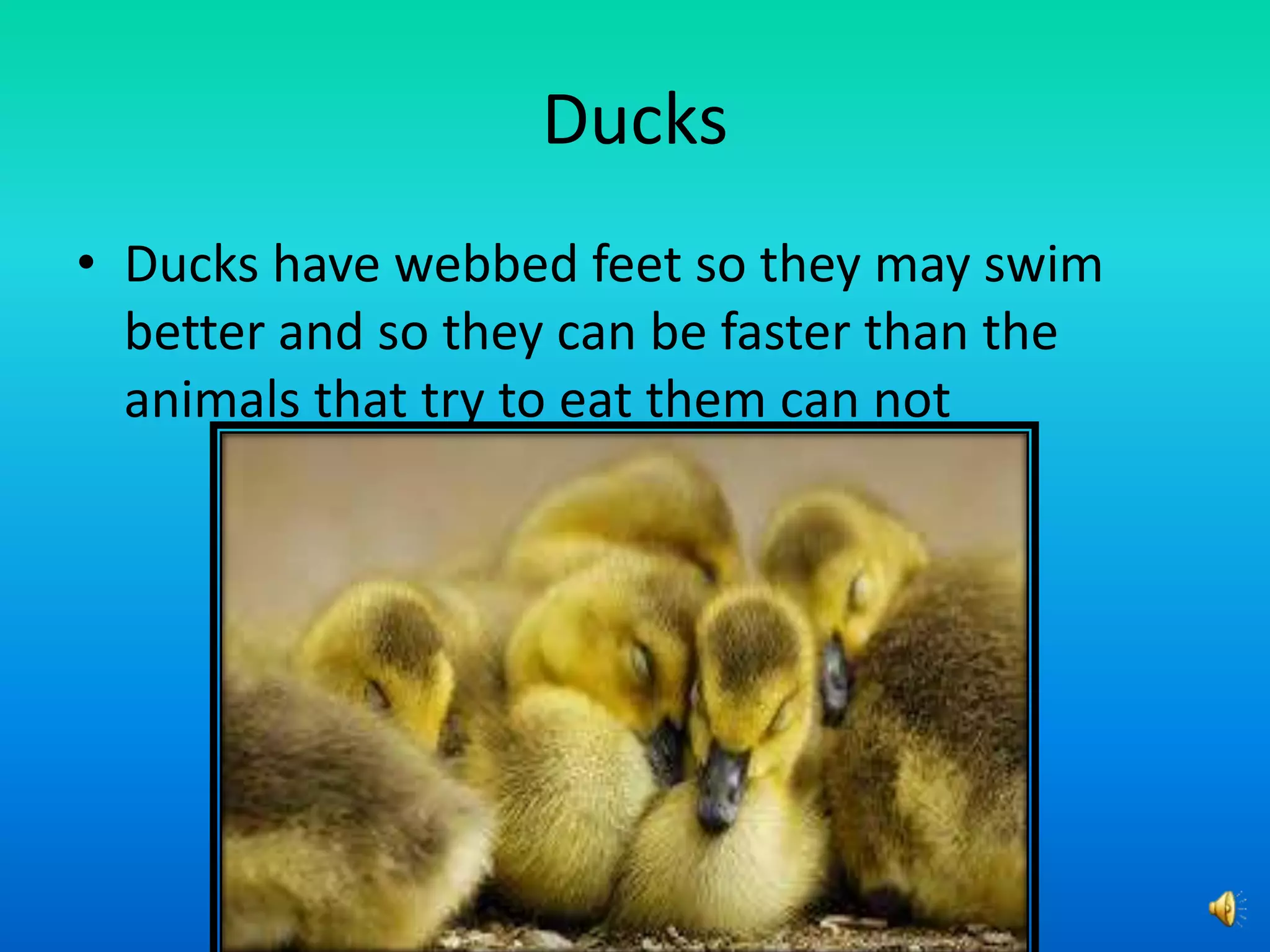 Ducks
• Ducks have webbed feet so they may swim
better and so they can be faster than the
animals that try to eat them can not