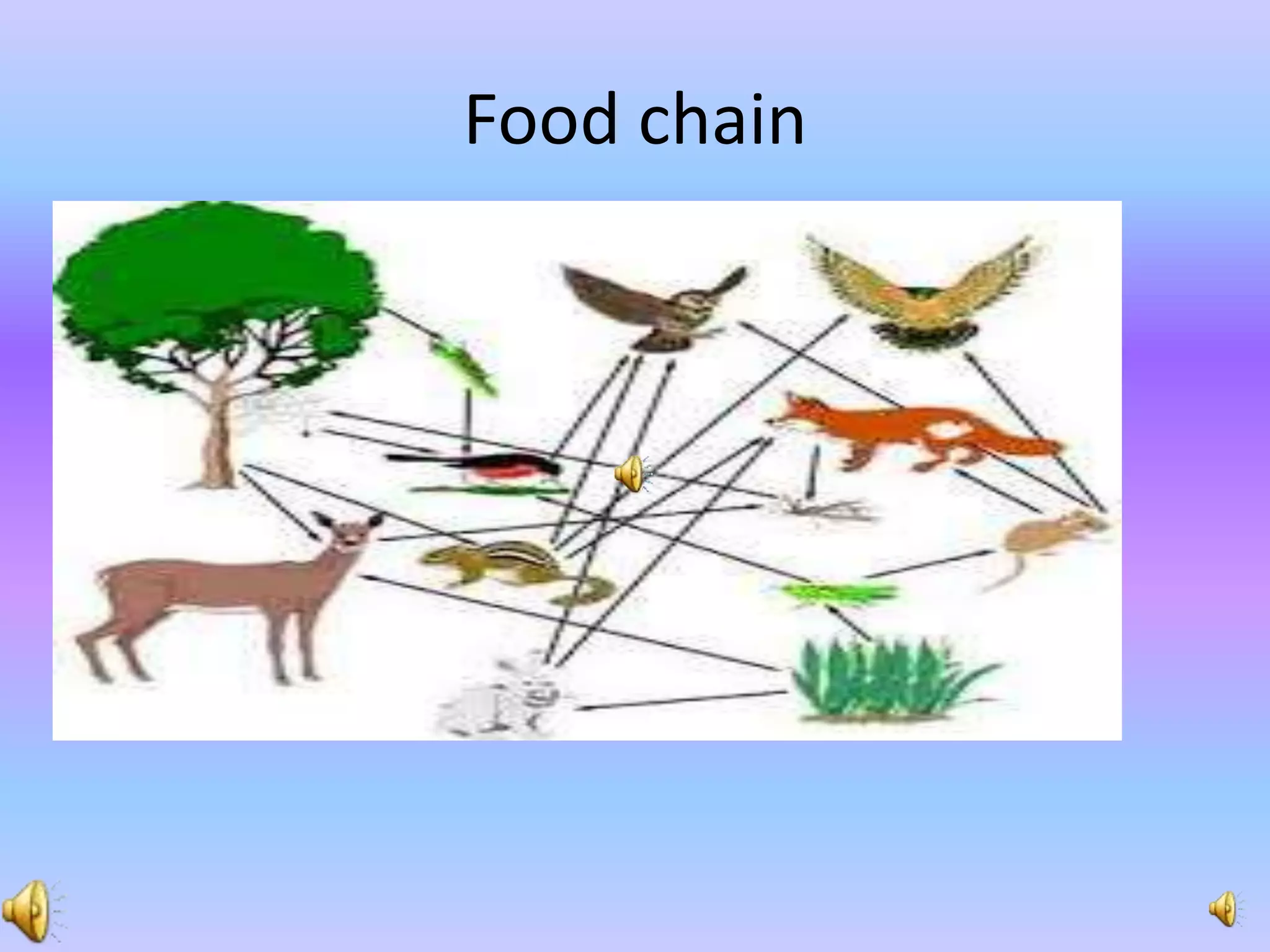 Food chain