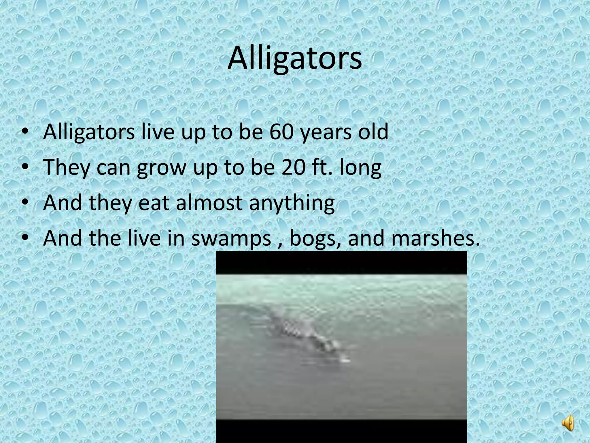 Alligators
• Alligators live up to be 60 years old
• They can grow up to be 20 ft. long
• And they eat almost anything
• And the live in swamps , bogs, and marshes.