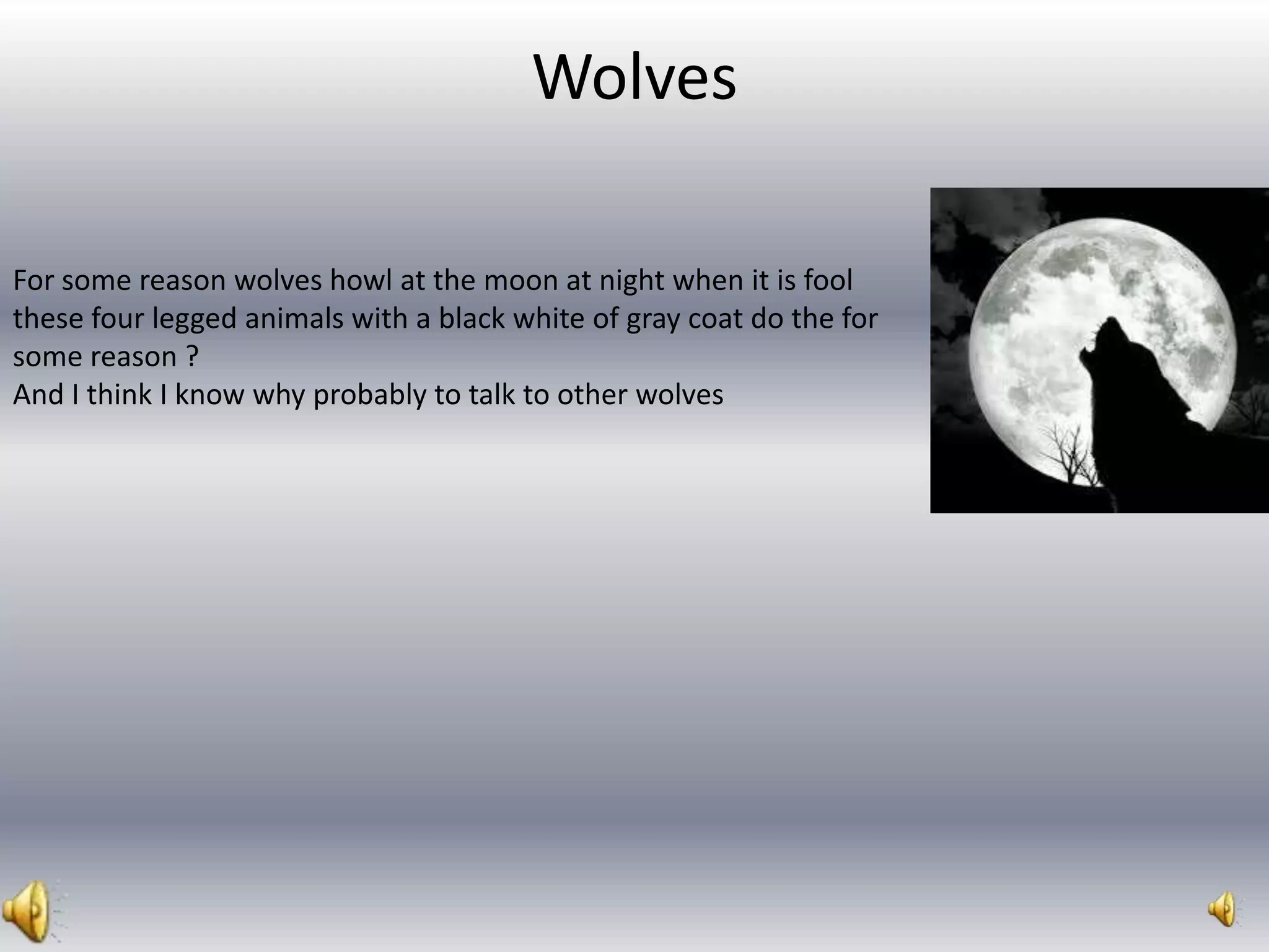 Wolves
For some reason wolves howl at the moon at night when it is fool
these four legged animals with a black white of gray coat do the for
some reason ?
And I think I know why probably to talk to other wolves
