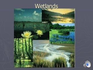 Wetlands
 