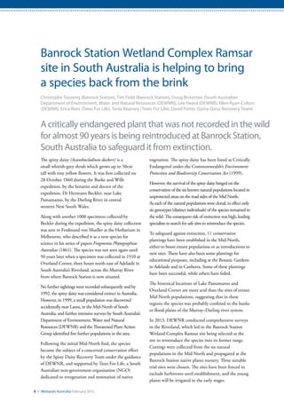 vegetation. The spiny daisy has been listed as Critically
Endangered under the Commonwealth’s Environment
Protection and Biodiversity Conservation Act (1999).
However, the survival of the spiny daisy hinged on the
conservation of the six known natural populations located in
unprotected areas on the road sides of the Mid North.
As each of the natural populations were clonal, in effect only
six genotypes (distinct individuals) of the species remained in
the wild. The consequent risk of extinction was high, leading
specialists to search for safe sites to reintroduce the species.
To safeguard against extinction, 11 conservation
plantings have been established in the Mid-North,
either to boost extant populations or as introductions to
new sites. There have also been some plantings for
educational purposes, including at the Botanic Gardens
in Adelaide and in Canberra. Some of these plantings
have been successful, while others have failed.
The historical locations of Lake Pamamaroo and
Overland Corner are more arid than the sites of extant
Mid North populations, suggesting that in these
regions the species was probably confined to the banks
or flood plains of the Murray–Darling river system.
In 2013, DEWNR conducted comprehensive surveys
in the Riverland, which led to the Banrock Station
Wetland Complex Ramsar site being selected as the
site to reintroduce the species into its former range.
Cuttings were collected from the six natural
populations in the Mid North and propagated at the
Banrock Station native plants nursery. Three suitable
trial sites were chosen. The sites have been fenced to
exclude herbivores until establishment, and the young
plants will be irrigated in the early stages.
8 / Wetlands Australia February 2015
Banrock Station Wetland Complex Ramsar
site in South Australia is helping to bring
a species back from the brink
Christophe Tourenq (Banrock Station), Tim Field (Banrock Station), Doug Bickerton (South Australian
Department of Environment, Water and Natural Resources (DEWNR)), Lee Heard (DEWNR), Ellen Ryan-Colton
(DEWNR), Erica Rees (Trees For Life), Tania Kearney (Trees For Life), David Potter (Spiny Daisy Recovery Team)
A critically endangered plant that was not recorded in the wild
for almost 90 years is being reintroduced at Banrock Station,
South Australia to safeguard it from extinction.
The spiny daisy (Acanthocladium dockeri) is a
small whitish-grey shrub which grows up to 50cm
tall with tiny yellow flowers. It was first collected on
28 October 1860 during the Burke and Wills
expedition, by the botanist and doctor of the
expedition, Dr Hermann Beckler, near Lake
Pamamaroo, by the Darling River in central
western New South Wales.
Along with another 1000 specimens collected by
Beckler during the expedition, the spiny daisy collection
was sent to Ferdinand von Mueller at the Herbarium in
Melbourne, who described it as a new species for
science in his series of papers Fragmenta Phytographiae
Australiae (1861). The species was not seen again until
50 years later when a specimen was collected in 1910 at
Overland Corner, three hours north-east of Adelaide in
South Australia’s Riverland, across the Murray River
from where Banrock Station is now situated.
No further sightings were recorded subsequently and by
1992, the spiny daisy was considered extinct in Australia.
However, in 1999, a small population was discovered
accidentally near Laura, in the Mid-North of South
Australia, and further intensive surveys by South Australia’s
Department of Environment, Water and Natural
Resources (DEWNR) and the Threatened Plant Action
Group identified five further populations in the area.
Following the initial Mid-North find, the species
became the subject of a concerted conservation effort
by the Spiny Daisy Recovery Team under the guidance
of DEWNR, and supported by Trees For Life, a South
Australian non-government organisation (NGO)
dedicated to revegetation and restoration of native
 