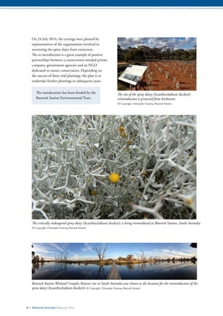 On 24 July 2014, the cuttings were planted by
representatives of the organisations involved in
recovering the spiny daisy from extinction.
The re-introduction is a great example of positive
partnerships between a conservation-minded private
company, government agencies and an NGO
dedicated to nature conservation. Depending on
the success of these trial plantings, the plan is to
undertake further plantings in subsequent years.
The translocation has been funded by the
Banrock Station Environmental Trust.
The critically endangered spiny daisy (Acanthocladium dockeri) is being reintroduced at Banrock Station, South Australia
(© Copyright, Christophe Tourenq, Banrock Station)
Banrock Station Wetland Complex Ramsar site in South Australia was chosen as the location for the reintroduction of the
spine daisy (Acanthocladium dockeri) (© Copyright, Christophe Tourenq, Banrock Station)
The site of the spiny daisy (Acanthocladium dockeri)
reintroduction is protected from herbivores
(© Copyright, Christophe Tourenq, Banrock Station)
9 / Wetlands Australia February 2015
 
