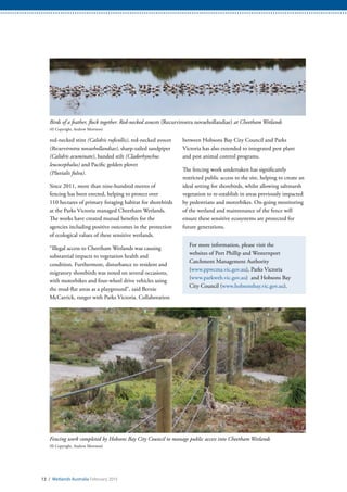 Birds of a feather, flock together. Red-necked avocets (Recurvirostra novaehollandiae) at Cheetham Wetlands
(© Copyright, Andrew Morrison)
Fencing work completed by Hobsons Bay City Council to manage public access into Cheetham Wetlands
(© Copyright, Andrew Morrison)
13 / Wetlands Australia February 2015
red-necked stint (Calidris ruficollis), red-necked avocet
(Recurvirostra novaehollandiae), sharp-tailed sandpiper
(Calidris acuminate), banded stilt (Cladorhynchus
leucocephalus) and Pacific golden plover
(Pluvialis fulva).
Since 2011, more than nine-hundred metres of
fencing has been erected, helping to protect over
110 hectares of primary foraging habitat for shorebirds
at the Parks Victoria managed Cheetham Wetlands.
The works have created mutual benefits for the
agencies including positive outcomes in the protection
of ecological values of these sensitive wetlands.
“Illegal access to Cheetham Wetlands was causing
substantial impacts to vegetation health and
condition. Furthermore, disturbance to resident and
migratory shorebirds was noted on several occasions,
with motorbikes and four-wheel drive vehicles using
the mud-flat areas as a playground”, said Bernie
McCarrick, ranger with Parks Victoria. Collaboration
between Hobsons Bay City Council and Parks
Victoria has also extended to integrated pest plant
and pest animal control programs.
The fencing work undertaken has significantly
restricted public access to the site, helping to create an
ideal setting for shorebirds, whilst allowing saltmarsh
vegetation to re-establish in areas previously impacted
by pedestrians and motorbikes. On-going monitoring
of the wetland and maintenance of the fence will
ensure these sensitive ecosystems are protected for
future generations.
For more information, please visit the
websites of Port Phillip and Westernport
Catchment Management Authority
(www.ppwcma.vic.gov.au), Parks Victoria
(www.parkweb.vic.gov.au) and Hobsons Bay
City Council (www.hobsonsbay.vic.gov.au).
 