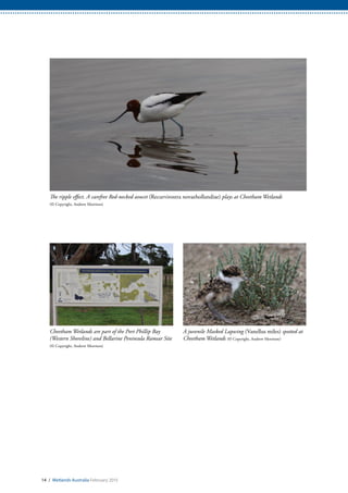 The ripple effect. A carefree Red-necked avocet (Recurvirostra novaehollandiae) plays at Cheetham Wetlands
(© Copyright, Andrew Morrison)
Cheetham Wetlands are part of the Port Phillip Bay
(Western Shoreline) and Bellarine Peninsula Ramsar Site
(© Copyright, Andrew Morrison)
A juvenile Masked Lapwing (Vanellus miles) spotted at
Cheetham Wetlands (© Copyright, Andrew Morrison)
14 / Wetlands Australia February 2015
 