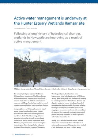 15 / Wetlands Australia February 2015
Active water management is underway at
the Hunter Estuary Wetlands Ramsar site
Hunter Wetlands Centre Australia
Following a long history of hydrological changes,
wetlands in Newcastle are improving as a result of
active management.
The natural hydrological regime of the Hunter
Wetlands Centre component of the Hunter Estuary
Wetlands Ramsar site has been altered significantly
since the 1930s. Prior to 2008, the construction of
causeways and filling of nearby land resulted in several
ponds permanently holding water throughout the year.
One pond, known as Melaleuca Swamp, the site of
annual ibis and egret breeding events, is under
particular stress. Due to the extended periods of
inundation, the health of the existing Melaleuca
quinquinervia trees has declined, occasional algal
blooms occur and the natural regeneration of the
Melaleuca quinquinervia trees used for roosting has
been disrupted. These changes further reduce the
health and future breeding capacity of the swamp.
Over the past 3 years, there have been some
improvements to the hydrological regime of Melaleuca
Swamp. Some of the ponds have dried naturally, allowing
for natural regeneration of Bolboschoenus, Persicaria and
Paspalum species. An increase in wader and waterfowl
populations has also been noted in the ponds, including
breeding of several pairs of vulnerable species such as
magpie geese (Anseranas semipalmata). It is expected that
the health of these ponds will continue to improve and
provide vital refuge and habitat for the 170 species of
avifauna that frequent the site.
During 2012, saltwater intrusion into the Ironbark
Marsh pond was recorded. This is believed to be an
unintended consequence of the opening of the Ironbark
Creek floodgates as part of the Hexham Swamp
Melaleuca Swamp at the Hunter Wetlands Centre Australia is a key breeding habitat for ibis and egrets (© Copyright, Matthew Stow)
 