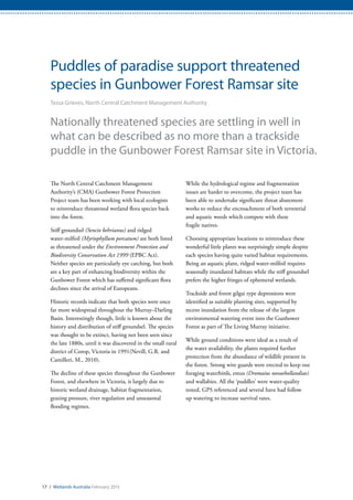 17 / Wetlands Australia February 2015
Puddles of paradise support threatened
species in Gunbower Forest Ramsar site
Tessa Grieves, North Central Catchment Management Authority
Nationally threatened species are settling in well in
what can be described as no more than a trackside
puddle in the Gunbower Forest Ramsar site in Victoria.
The North Central Catchment Management
Authority’s (CMA) Gunbower Forest Protection
Project team has been working with local ecologists
to reintroduce threatened wetland flora species back
into the forest.
Stiff groundsel (Sencio behrianus) and ridged
water-milfoil (Myriophyllum porcatum) are both listed
as threatened under the Environment Protection and
Biodiversity Conservation Act 1999 (EPBC Act).
Neither species are particularly eye catching, but both
are a key part of enhancing biodiversity within the
Gunbower Forest which has suffered significant flora
declines since the arrival of Europeans.
Historic records indicate that both species were once
far more widespread throughout the Murray–Darling
Basin. Interestingly though, little is known about the
history and distribution of stiff groundsel. The species
was thought to be extinct, having not been seen since
the late 1880s, until it was discovered in the small rural
district of Corop, Victoria in 1991(Nevill, G.R. and
Camilleri, M., 2010).
The decline of these species throughout the Gunbower
Forest, and elsewhere in Victoria, is largely due to
historic wetland drainage, habitat fragmentation,
grazing pressure, river regulation and unseasonal
flooding regimes.
While the hydrological regime and fragmentation
issues are harder to overcome, the project team has
been able to undertake significant threat abatement
works to reduce the encroachment of both terrestrial
and aquatic weeds which compete with these
fragile natives.
Choosing appropriate locations to reintroduce these
wonderful little plants was surprisingly simple despite
each species having quite varied habitat requirements.
Being an aquatic plant, ridged water-milfoil requires
seasonally inundated habitats while the stiff groundsel
prefers the higher fringes of ephemeral wetlands.
Trackside and forest gilgai type depressions were
identified as suitable planting sites, supported by
recent inundation from the release of the largest
environmental watering event into the Gunbower
Forest as part of The Living Murray initiative.
While ground conditions were ideal as a result of
the water availability, the plants required further
protection from the abundance of wildlife present in
the forest. Strong wire guards were erected to keep out
foraging waterbirds, emus (Dromaius novaehollandiae)
and wallabies. All the ‘puddles’ were water-quality
tested, GPS referenced and several have had follow
up watering to increase survival rates.
 