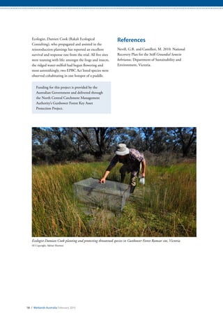 18 / Wetlands Australia February 2015
Ecologist, Damien Cook (Rakali Ecological
Consulting), who propagated and assisted in the
reintroduction plantings has reported an excellent
survival and response rate from the trial. All five sites
were teaming with life; amongst the frogs and insects,
the ridged water-milfoil had begun flowering and
most astonishingly, two EPBC Act listed species were
observed cohabitating in one hotspot of a puddle.
Funding for this project is provided by the
Australian Government and delivered through
the North Central Catchment Management
Authority’s Gunbower Forest Key Asset
Protection Project.
References
Nevill, G.R. and Camilleri, M. 2010. National
Recovery Plan for the Stiff Groundsel Senecio
behrianus. Department of Sustainability and
Environment, Victoria.
Ecologist Damian Cook planting and protecting threatened species in Gunbower Forest Ramsar site, Victoria
(© Copyright, Adrian Martins)
 