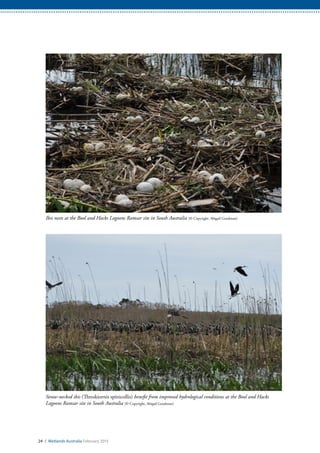 Straw-necked ibis (Threskiornis spinicollis) benefit from improved hydrological conditions at the Bool and Hacks
Lagoons Ramsar site in South Australia (© Copyright, Abigail Goodman)
Ibis nests at the Bool and Hacks Lagoons Ramsar site in South Australia (© Copyright, Abigail Goodman)
24 / Wetlands Australia February 2015
 