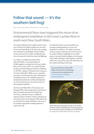 Follow that sound — it’s the
southern bell frog!
New South Wales Office of Environment and Heritage
Environmental flows have triggered the return of an
endangered amphibian to the Lower Lachlan River in
south-west New SouthWales.
The southern bell frog (Litoria raniformis) had not been
seen or heard in the Lachlan catchment for more than
30 years until major floods in 2012 led to the recording
of an individual in Lake Bullogal. The lake had been
dry for more than 20 years and it is thought the frogs
survived unnoticed in nearby farm dams and billabongs.
In an effort to consolidate the positive effects
of he 2012 floods, an environmental flow of
90 000 megalitres was released into the Lower Lachlan
River over the winter of 2013. As a result of this flow,
the frogs were heard calling soon after from a billabong
at ‘The Ville’, a property 5 kilometres from Corrong, on
the Lower Lachlan River. While not seen, researchers
were able to record the distinctive call, confirming that
the frog had returned. The remarkable response has
reinforced the position that careful and well-planned
use of environmental water can assist the recovery of
this endangered amphibian.
The New South Wales Office of Environment and
Heritage (OEH), which manages these environmental
flows, has funded researchers from Charles Sturt
University to undertake surveys to establish the
responses of frogs to the flows. Further monitoring and
event-based surveys are also planned. OEH staff are also
on the lookout for southern bell frogs in other areas of
the catchment using audio recording equipment to
capture their calls.
It is hoped that further environmental flows may
encourage existing populations to recover and
repopulate the catchment. The Lachlan community
continues to play an important role in the recovery of
the southern bell frog. Landholders are in an ideal
position to provide valuable intelligence on the presence
of the southern bell frog on their properties, and OEH
staff are keen to hear from anyone who thinks they may
have southern bell frogs on their land.
For more information about NSW
Office of Environment and Heritage
environmental watering please visit:
www.environment.nsw.gov.au/
environmentalwater.
Early results of environmental watering in the Lachlan
catchment of New South Wales show encouraging signs for
the recovery of the southern bell frog (Litoria raniformis)
(© Copyright, New South Wales Office of Environment and Heritage)
33 / Wetlands Australia February 2015
 
