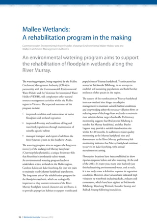 34 / Wetlands Australia February 2015
Mallee Wetlands:
A rehabilitation program in the making
Commonwealth Environmental Water Holder, Victorian Environmental Water Holder and the
Mallee Catchment Management Authority
An environmental watering program aims to support
the rehabilitation of floodplain wetlands along the
River Murray.
The watering program, being organised by the Mallee
Catchment Management Authority (CMA) in
partnership with the Commonwealth Environmental
Water Holder and the Victorian Environmental Water
Holder (VEWH), will complement other natural
resource management activities within the Mallee
region in Victoria. The expected outcomes of the
program include:
•	 improved condition and maintenance of native
floodplain and wetland vegetation
•	 improved diversity and condition of frog and
waterbird populations through maintenance of
suitable aquatic habitat
•	 managed transport and export of salt from the
River Murray system to the Southern Ocean.
The watering program aims to support the long term
recovery of the endangered Murray hardyhead
(Craterocephalus fluviatilis), a unique freshwater fish
that flourishes in moderately saline waters.
An environmental watering program has been
undertaken at two wetlands in the Mallee region,
Cardross Lakes and Lake Koorlong, for over ten years
to maintain stable Murray hardyhead populations.
The long-term aim of the rehabilitation program for
the floodplain wetlands, which are ecologically
important as they contain remnants of the River
Murray floodplain natural character and attributes, is
to provide appropriate habitat to support translocated
populations of Murray hardyhead. Translocation has
started at Brickworks Billabong, in an attempt to
establish self-sustaining populations and build further
resilience of this species in the region.
The success of the translocation of Murray hardyhead
into new wetland sites hinges on adaptive
management to maintain suitable habitat conditions
and on providing either the necessary dilution flows or
reducing rates of discharge from wetlands to maintain
river salinities below target thresholds. Preliminary
monitoring suggests that Brickworks Billabong is
suitable for Murray hardyhead, and that Psyche
Lagoon may provide a suitable translocation site
within 12–18 months. In addition to water quality
monitoring at the Murray hardyhead sites and
downstream in the River Murray, preliminary fish
monitoring indicates that Murray hardyhead continue
to survive in Lake Koorlong, with annual
recruitment occurring.
Photopoint locations have been established to show
riparian response before and after watering. At the end
of the 2013–14 water year, many sites had only just
finished receiving environmental water, and as such,
it is too early to see a definitive response in vegetation
condition. However, observations have indicated high
visitation by waterbirds including ducks, pelicans and
cormorants, which have been sighted at Brickworks
Billabong, Woorlong Wetland, Karadoc Swamp and
Bullock Swamp following inundation.
 