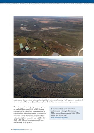 35 / Wetlands Australia February 2015
The environmental watering program is managed by
the Mallee CMA in line with the VEWH Seasonal
watering Plan 2014–15. Up to 27 000 megalitres of
Commonwealth environmental water has been made
available to support the watering program at these
wetlands over a three-year period (out to 2015–16),
which will be delivered in conjunction with water
made available by the VEWH.
If you would like to know more about
environmental watering in the Victorian
Mallee region, please contact the Mallee CMA
on 03 5051 4377 or visit
www.malleecma.vic.gov.au.
Psyche Lagoon, Victoria, prior to (above) and during (below) environmental watering. Psyche Lagoon is a possible site for
the translocation of Murray hardyhead (Craterocephalus fluviatilis) (© Copyright, Mallee Catchment Management Authority)
 