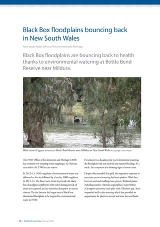 Black Box floodplains bouncing back
in New South Wales
New South Wales Office of Environment and Heritage
Black Box floodplains are bouncing back to health
thanks to environmental watering at Bottle Bend
Reserve near Mildura.
The NSW Office of Environment and Heritage (OEH)
has overseen two watering events targeting a 423 hectare
area within the 1700 hectare reserve.
In 2012–13, 1650 megalitres of environmental water was
delivered to the site followed by a further 2000 megalitres
in 2013–14. The flows were timed to provide the black
box (Eucalyptus largiflorens) with water during periods of
most active growth and to minimise disruption to reserve
visitors. The site became the largest area of black box
dominated floodplain to be targeted by environmental
water in NSW.
For almost two decades prior to environmental watering,
the floodplain had not received any natural flooding. As a
result, the ecosystem was showing signs of severe stress.
Despite this extended dry spell, the vegetation response to
successive years of watering has been positive. Black box
have set seed and seedlings have grown. Wetland plants
including nardoo (Marsilea angustifolia), water ribbon
(Cycnogeton procerum) and spike rush (Eleocharis spp.) have
responded well to the watering which has provided an
opportunity for plants to recruit and reset the seed bank.
Black swans (Cygnus atratus) at Bottle Bend Reserve near Mildura in New South Wales (© Copyright, Sashca Healy)
36 / Wetlands Australia February 2015
 