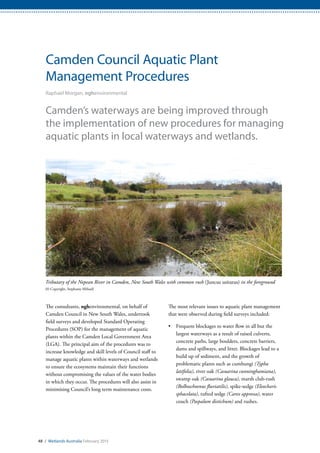 48 / Wetlands Australia February 2015
Camden Council Aquatic Plant
Management Procedures
Raphael Morgan, nghenvironmental
Camden’s waterways are being improved through
the implementation of new procedures for managing
aquatic plants in local waterways and wetlands.
The consultants, nghenvironmental, on behalf of
Camden Council in New South Wales, undertook
field surveys and developed Standard Operating
Procedures (SOP) for the management of aquatic
plants within the Camden Local Government Area
(LGA). The principal aim of the procedures was to
increase knowledge and skill levels of Council staff to
manage aquatic plants within waterways and wetlands
to ensure the ecosystems maintain their functions
without compromising the values of the water bodies
in which they occur. The procedures will also assist in
minimising Council’s long term maintenance costs.
The most relevant issues to aquatic plant management
that were observed during field surveys included:
•	 Frequent blockages to water flow in all but the
largest waterways as a result of raised culverts,
concrete paths, large boulders, concrete barriers,
dams and spillways, and litter. Blockages lead to a
build up of sediment, and the growth of
problematic plants such as cumbungi (Typha
latifolia), river oak (Casuarina cunninghamiana),
swamp oak (Casuarina glauca), marsh club-rush
(Bolboschoenus fluviatilis), spike-sedge (Eleocharis
sphacelata), tufted sedge (Carex appressa), water
couch (Paspalum distichum) and rushes.
Tributary of the Nepean River in Camden, New South Wales with common rush (Juncus usitatus) in the foreground
(© Copyright, Stephanie Mifsud)
 