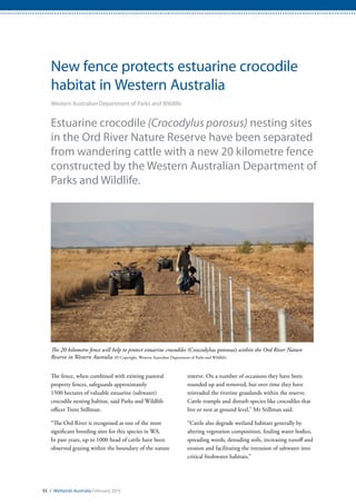 55 / Wetlands Australia February 2015
New fence protects estuarine crocodile
habitat in Western Australia
Western Australian Department of Parks and Wildlife
Estuarine crocodile (Crocodylus porosus) nesting sites
in the Ord River Nature Reserve have been separated
from wandering cattle with a new 20 kilometre fence
constructed by the Western Australian Department of
Parks and Wildlife.
The fence, when combined with existing pastoral
property fences, safeguards approximately
1500 hectares of valuable estuarine (saltwater)
crocodile nesting habitat, said Parks and Wildlife
officer Trent Stillman.
“The Ord River is recognised as one of the most
significant breeding sites for this species in WA.
In past years, up to 1000 head of cattle have been
observed grazing within the boundary of the nature
reserve. On a number of occasions they have been
rounded up and removed, but over time they have
reinvaded the riverine grasslands within the reserve.
Cattle trample and disturb species like crocodiles that
live or nest at ground level,” Mr Stillman said.
“Cattle also degrade wetland habitats generally by
altering vegetation composition, fouling water bodies,
spreading weeds, denuding soils, increasing runoff and
erosion and facilitating the intrusion of saltwater into
critical freshwater habitats.”
The 20 kilometre fence will help to protect estuarine crocodiles (Crocodylus porosus) within the Ord River Nature
Reserve in Western Australia (© Copyright, Western Australian Department of Parks and Wildlife)
 