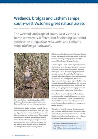 57 / Wetlands Australia February 2015
Wetlands, brolgas and Latham’s snipe:
south-west Victoria’s great natural assets
Birgita Hansen and Inka Veltheim, Federation University Australia, Ballarat
The wetland landscape of south-west Victoria is
home to two very different but fascinating waterbird
species: the brolga (Grus rubicunda) and Latham’s
snipe (Gallinago hardwickii).
Brolgas breed in shallow freshwater wetlands that are
scattered throughout the agricultural landscape. They
also depend on more permanent freshwater and saline
lakes during the non-breeding season. These wetlands
provide a critical network of breeding and roosting
habitat distributed amongst cropping and livestock
grazing paddocks, where birds feed during the day.
The majority of the wetlands occur on private land,
and their preservation relies on the goodwill
of landowners. Rural drainage and changes to flooding
regimes pose a significant threat to brolgas as they alter
the natural wetting and drying cycles critical for
successful breeding and fledging of chicks.
Latham’s snipe is a small, cryptic migratory shorebird
that breeds in Japan during the Australian winter and
undertakes a spectacular trans-equatorial migration
twice a year. One of the largest snipe populations in
Australia occurs in the small urban Powling Street
wetlands in Port Fairy, Victoria. Snipe use this wetland
for protection and roosting during the day and
disperse across the landscape at night to feed in nearby
wetlands, drains and flooded paddocks. The provision
of different wetlands habitats allows birds to rest and
fatten up over spring and summer in preparation for
their long migration back to Japan for breeding.
Researchers at Federation University Australia are
investigating what wetland habitats these two species
are using in south-west Victoria. They are working
closely with local communities and organisations to
protect brolgas and snipe, and improve management
of these wetlands.
The variety of wetlands scattered throughout south-
west Victoria is one of the region’s great natural assets.
Ultimately, the preservation of a network of wetlands
of different size, depth and vegetation types will ensure
the future of these enigmatic birds in Victoria.
For further information, please contact
Birgita Hansen (b.hansen@federation.edu.au) or
Inka Veltheim (inka.veltheim@gmail.com).
The cryptic Latham’s snipe (Gallinago hardwickii)
undertakes a long trans-equatorial migration between
Japan and Australia each year (© Copyright, Roger Standen)
 