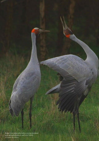 58 / Wetlands Australia February 2015
Brolga’s (Grus rubicunda) utilize a variety of wetlands
across agricultural areas in south-west Victoria
(© Copyright, Inka Veltheim)
 