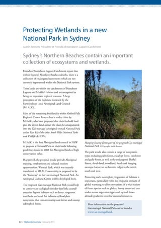 83 / Wetlands Australia February 2015
Protecting Wetlands in a new
National Park in Sydney
Judith Bennett, President of Friends of Narrabeen Lagoon Catchment
Sydney’s Northern Beaches contain an important
collection of ecosystems and wetlands.
Friends of Narrabeen Lagoon Catchment report that
within Sydney’s Northern Beaches suburbs, there is a
collection of endangered ecosystems which are not
currently represented within the National Park system.
These lands are within the catchments of Narrabeen
Lagoon and Middle Harbour and are recognised as
being an important regional resource. A large
proportion of the bushland is owned by the
Metropolitan Local Aboriginal Land Council
(MLALC).
Most of the remaining bushland is within Oxford Falls
Regional Crown Reserve but is under claim by
MLALC, who have proposed that their freehold land
plus the crown lands under the claim be amalgamated
into the Gai-mariagal Aboriginal-owned National Park
under Part 4A of the New South Wales National Parks
and Wildlife Act 1974.
MLALC is the first Aboriginal land council in NSW
to propose a National Park on their lands following
guidelines issued in 2008 for Aboriginal lands of high
conservation value.
If approved, the proposal would provide Aboriginal
training, employment and cultural tourism
opportunities. Waratah Park, which was recently
transferred to MLALC ownership, is proposed to be
the “Gateway” to the Gai-mariagal National Park. An
Aboriginal Cultural Centre will be developed there.
The proposed Gai-mariagal National Park would help
to conserve an ecological corridor that links coastal/
estuarine lagoon habitats such as dunes, seagrasses,
reed-beds and mud flat habitats to floodplain
ecosystems that contain swamp oak forests and swamp
sclerophyll forest.
The park would also contain a range of ecosystems
types including palm forest, eucalypt forest, rainforest
and gully forest, as well as the endangered Duffy’s
Forest, shrub-land, woodland, heath and hanging
swamps that occur on lateritic ridges in the north,
south and west.
Protecting such a complete progression of habitats is
important, particularly with the projected impacts of
global warming, to allow movement of a wide variety
of fauna species such as gliders, honey eaters and tree
snakes across vegetation types and up and down
altitude gradients to utilise seasonal resources.
More information on the proposed
Gai-mariagal National Park can be found at
www.Gai-mariagal.land.
Hanging Swamp forms part of the proposed Gai-mariagal
National Park (© Copyright, Judith Bennett)
 