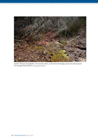 84 / Wetlands Australia February 2015
Sundews (Drosera macrophylla), red carnivorous plants, are located in the hanging swamp area of the proposed
Gai-mariagal National Park (© Copyright, Judith Bennett)
 