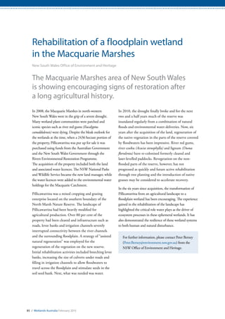 85 / Wetlands Australia February 2015
Rehabilitation of a floodplain wetland
in the Macquarie Marshes
New South Wales Office of Environment and Heritage
The Macquarie Marshes area of New South Wales
is showing encouraging signs of restoration after
a long agricultural history.
In 2008, the Macquarie Marshes in north-western
New South Wales were in the grip of a severe drought.
Many wetland plant communities were parched and
iconic species such as river red gums (Eucalyptus
camaldulensis) were dying. Despite the bleak outlook for
the wetlands at the time, when a 2436 hectare portion of
the property, Pillicawarrina was put up for sale it was
purchased using funds from the Australian Government
and the New South Wales Government through the
Rivers Environmental Restoration Programme.
The acquisition of the property included both the land
and associated water licences. The NSW National Parks
and Wildlife Service became the new land manager, while
the water licences were added to the environmental water
holdings for the Macquarie Catchment.
Pillicawarrina was a mixed cropping and grazing
enterprise located on the southern boundary of the
North Marsh Nature Reserve. The landscape of
Pillicawarrina had been heavily modified for
agricultural production. Over 80 per cent of the
property had been cleared and infrastructure such as
roads, levee banks and irrigation channels severely
interrupted connectivity between the river channels
and the surrounding floodplain. A strategy of “assisted
natural regeneration” was employed for the
regeneration of the vegetation on the new reserve.
Initial rehabilitation activities included breeching levee
banks, increasing the size of culverts under roads and
filling in irrigation channels to allow floodwaters to
travel across the floodplain and stimulate seeds in the
soil seed bank. Next, what was needed was water.
In 2010, the drought finally broke and for the next
two and a half years much of the reserve was
inundated regularly from a combination of natural
floods and environmental water deliveries. Now, six
years after the acquisition of the land, regeneration of
the native vegetation in the parts of the reserve covered
by floodwaters has been impressive. River red gums,
river cooba (Acacia stenophylla) and lignum (Duma
florulenta) have re-colonised formerly cleared and
laser-levelled paddocks. Revegetation on the non-
flooded parts of the reserve, however, has not
progressed as quickly and future active rehabilitation
through tree planting and the introduction of native
grasses may be considered to accelerate recovery.
In the six years since acquisition, the transformation of
Pillicawarrina from an agricultural landscape to a
floodplain wetland has been encouraging. The experience
gained in the rehabilitation of the landscape has
highlighted the critical role water plays as the driver of
ecosystem processes in these ephemeral wetlands. It has
also demonstrated the resilience of these wetland systems
to both human and natural disturbance.
For further information, please contact Peter Berney
(Peter.Berney@environment.nsw.gov.au) from the
NSW Office of Environment and Heritage.
 
