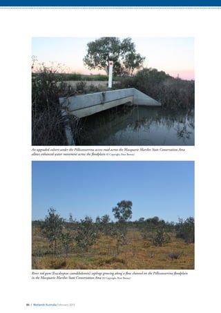 86 / Wetlands Australia February 2015
An upgraded culvert under the Pillicawarrina access road across the Macquarie Marshes State Conservation Area
allows enhanced water movement across the floodplain (© Copyright, Peter Berney)
River red gum (Eucalyptus camaldulensis) saplings growing along a flow channel on the Pillicawarrina floodplain
in the Macquarie Marshes State Conservation Area (© Copyright, Peter Berney)
 
