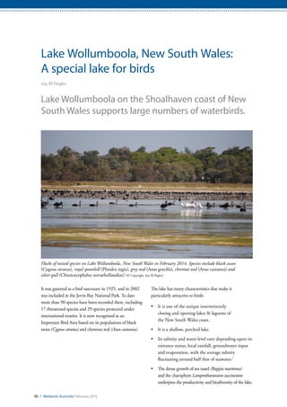 90 / Wetlands Australia February 2015
Lake Wollumboola, New South Wales:
A special lake for birds
Joy M Pegler
Lake Wollumboola on the Shoalhaven coast of New
South Wales supports large numbers of waterbirds.
It was gazetted as a bird sanctuary in 1925, and in 2002
was included in the Jervis Bay National Park. To date
more than 90 species have been recorded there, including
17 threatened species and 29 species protected under
international treaties. It is now recognised as an
Important Bird Area based on its populations of black
swan (Cygnus atratus) and chestnut teal (Anas castanea).
The lake has many characteristics that make it
particularly attractive to birds:
•	 It is one of the unique intermittently
closing and opening lakes & lagoons of
the New South Wales coast.
•	 It is a shallow, perched lake.
•	 Its salinity and water level vary depending upon its
entrance status, local rainfall, groundwater input
and evaporation, with the average salinity
fluctuating around half that of seawater.1
•	 The dense growth of sea tassel (Ruppia maritima)
and the charophyte Lamprothamnium succinctum
underpins the productivity and biodiversity of the lake.
Flocks of mixed species on Lake Wollumboola, New South Wales in February 2014. Species include black swan
(Cygnus atratus), royal spoonbill (Platalea regia), grey teal (Anas gracilis), chestnut teal (Anas castanea) and
silver gull (Chroicocephalus novaehollandiae) (© Copyright, Joy M Pegler)
 