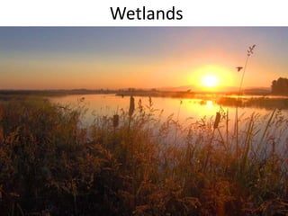 Wetlands
 