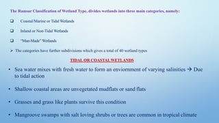 TIDAL OR COASTALWETLANDS
• Sea water mixes with fresh water to form an enviornment of varying salinities → Due
to tidal action
• Shallow coastal areas are unvegetated mudflats or sand flats
• Grasses and grass like plants survive this condition
• Mangroove swamps with salt loving shrubs or trees are common in tropical climate
The Ramsar Classification of Wetland Type, divides wetlands into three main categories, namely:
❑ Coastal/Marine or TidalWetlands
❑ Inland or Non-Tidal Wetlands
❑ “Man-Made” Wetlands
➢ The categories have further subdivisions which gives a total of 40 wetland types
 