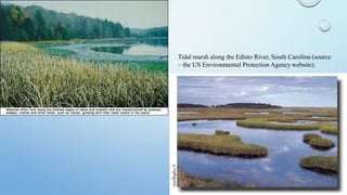 Tidal marsh along the Edisto River, South Carolina (source
– the US Environmental Protection Agency website).
 