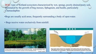 BOG: type of wetland ecosystem characterized by wet, spongy, poorly drained peaty soil,
dominated by the growth of bog mosses, Sphagnum, and heaths, particularly
Chamaedaphne
•Bogs are usually acid areas, frequently surrounding a body of open water.
• Bogs receive water exclusively from rainfall.
 