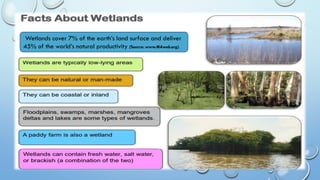 Wetlands cover 7% of the earth’s land surface and deliver
45% of the world’s natural productivity (Source: www.MAweb.org).
 