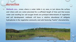 Wetlands are... areas where a water table is at, near, or just above the surface
and where soils are water-saturated for a sufficient length of time such that excess
water and resulting low soil oxygen levels are principal determinants of vegetation
and soil development. wetlands will have a relative abundance of obligate
hydrophytes in the vegetation community and soils featuring “hydric” characteristics.
DEFINITION
 