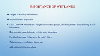IMPORTANCE OF WETLANDS
❖ Integral to a healthy environment
❖ Socio-economic importance
• Flood Control→ peatlands and wet grasslands act as sponges, absorbing rainfall and controlling itsflow
into streams
• Help to retain water during dry periods, water tablestable
• Provide clean water→ they act as the earth’s filters
• Wetlands removes pollutants from water
• Add moisture to the atmosphere
 