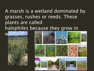 A marsh is a wetland dominated by
grasses, rushes or reeds. These
plants are called
halophiles because they grow in
water.
 