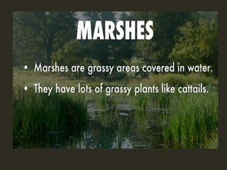 Wetlands and marshes