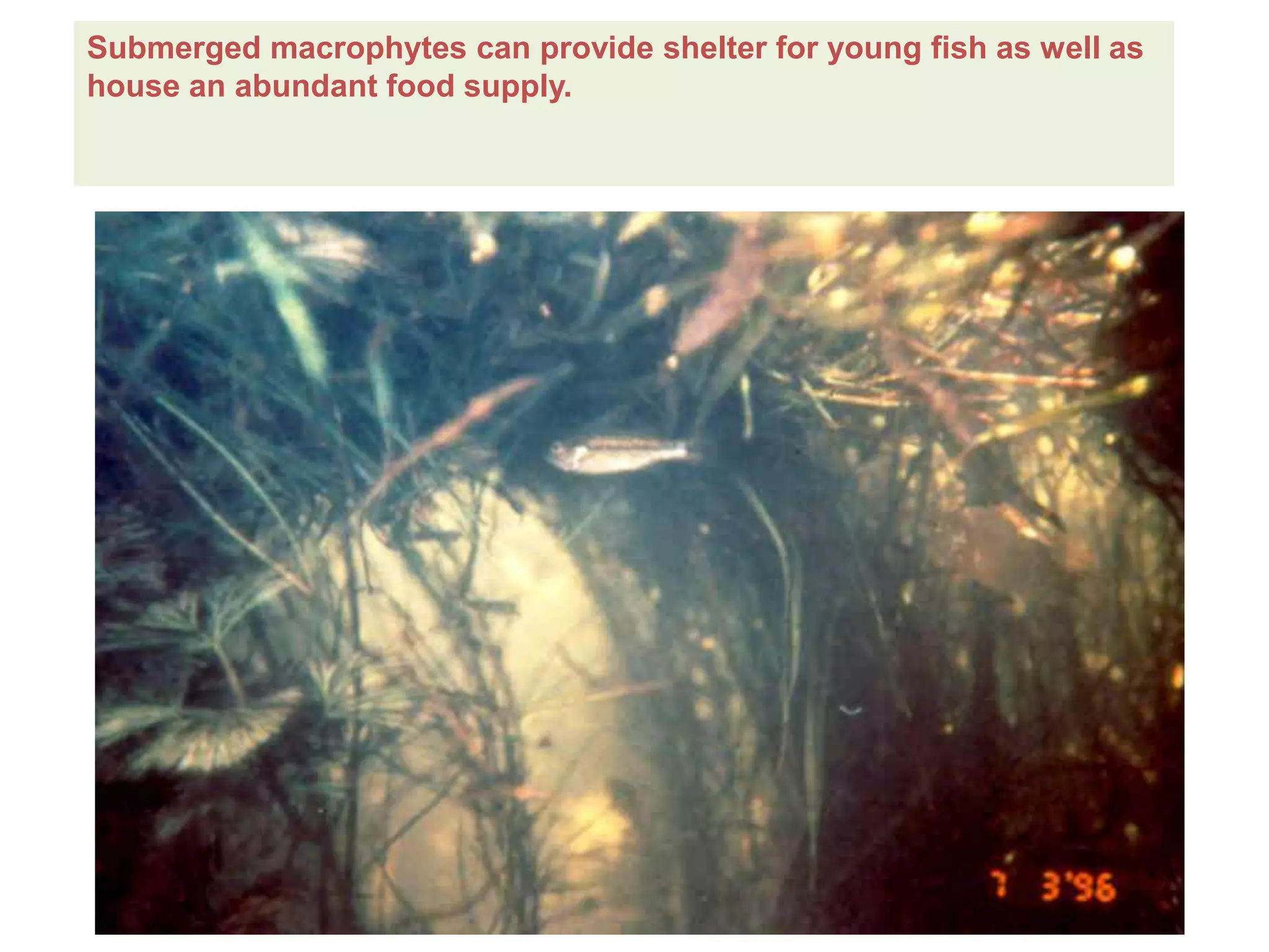 Submerged macrophytes can provide shelter for young fish as well as 
house an abundant food supply. 
 