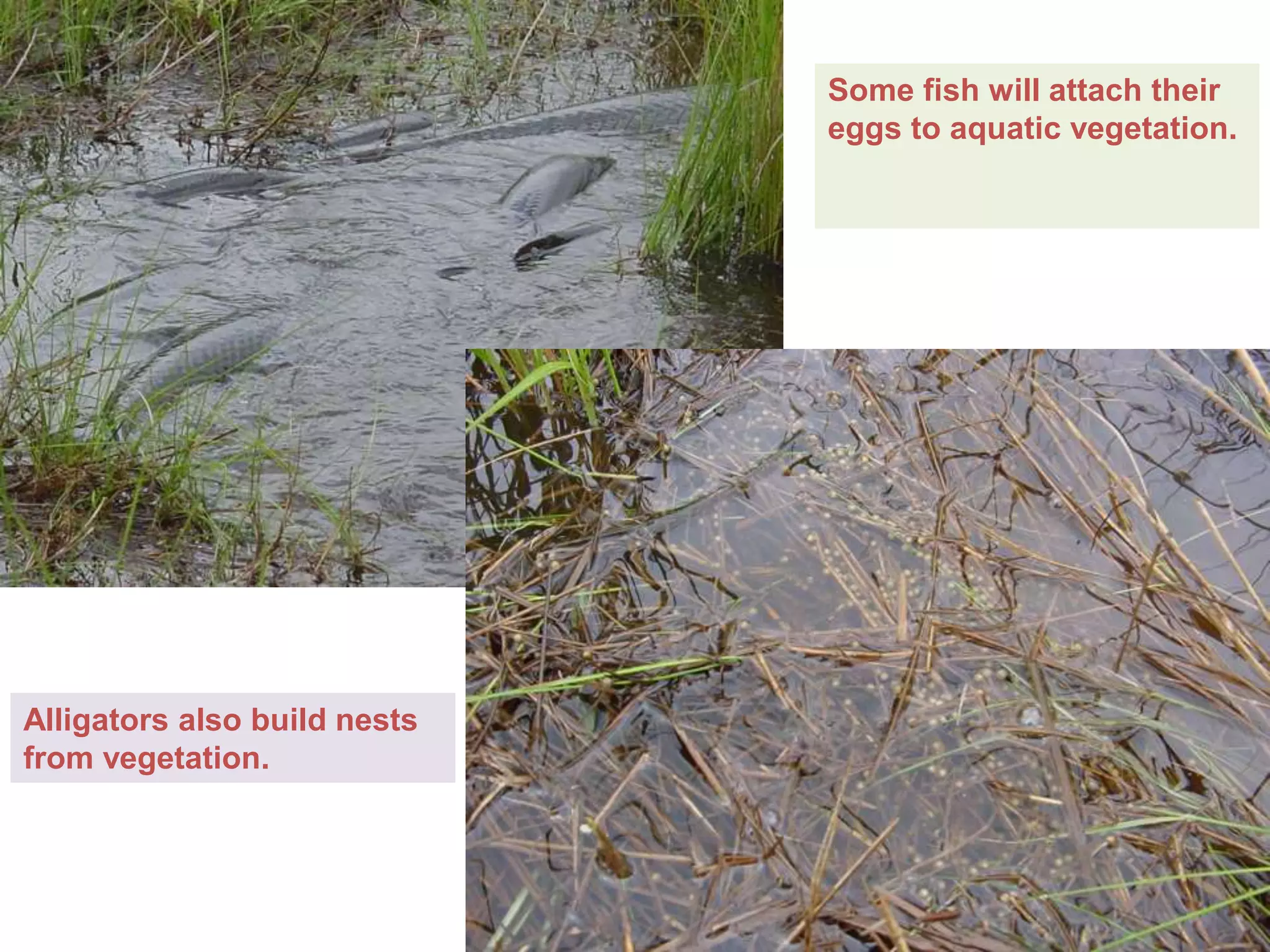 Some fish will attach their 
eggs to aquatic vegetation. 
Alligators also build nests 
from vegetation. 
 