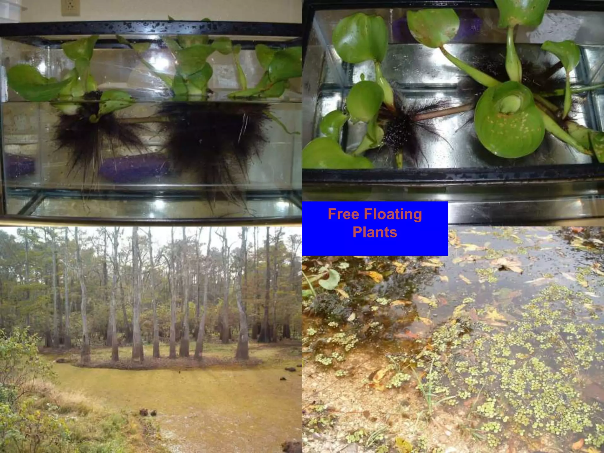Free Floating 
Plants 
 
