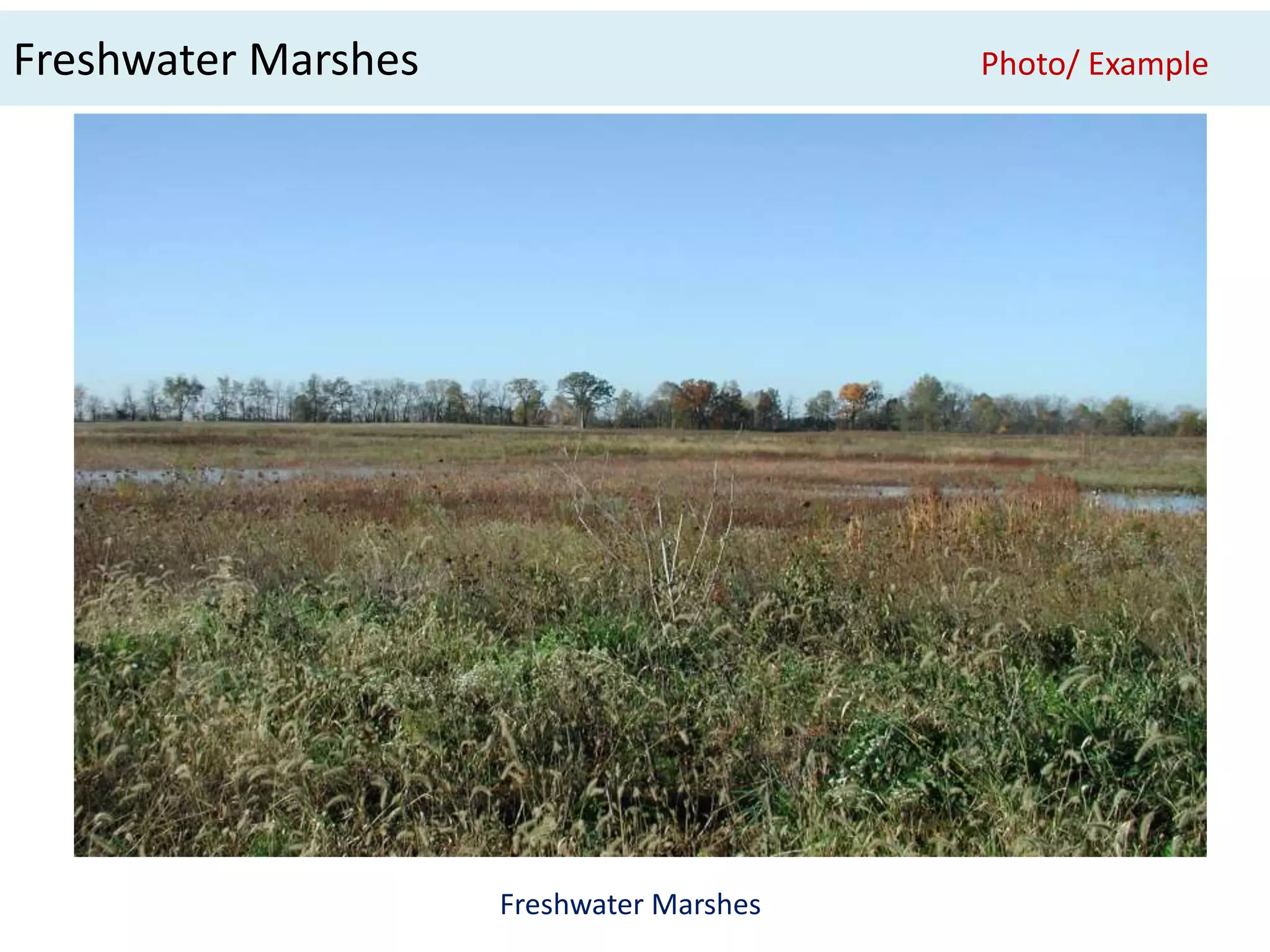 Freshwater Marshes Photo/ Example 
Freshwater Marshes 
 