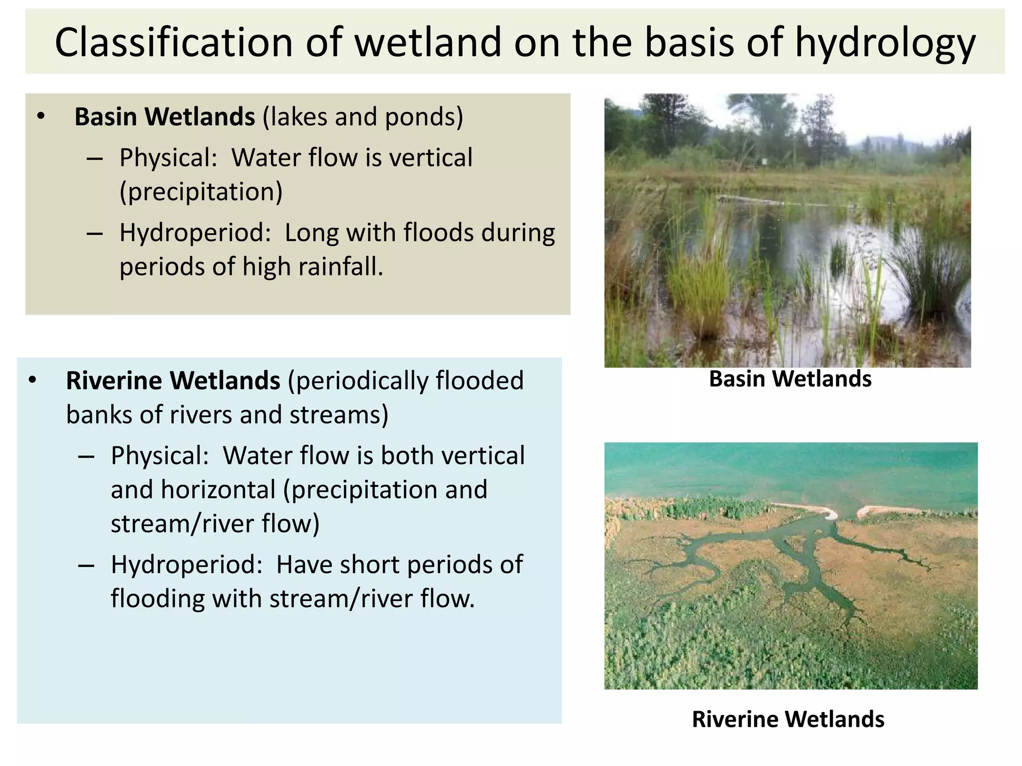 Classification of wetland on the basis of hydrology 
• Basin Wetlands (lakes and ponds) 
– Physical: Water flow is vertical 
(precipitation) 
– Hydroperiod: Long with floods during 
periods of high rainfall. 
• Riverine Wetlands (periodically flooded 
banks of rivers and streams) 
– Physical: Water flow is both vertical 
and horizontal (precipitation and 
stream/river flow) 
– Hydroperiod: Have short periods of 
flooding with stream/river flow. 
Basin Wetlands 
Riverine Wetlands 
 