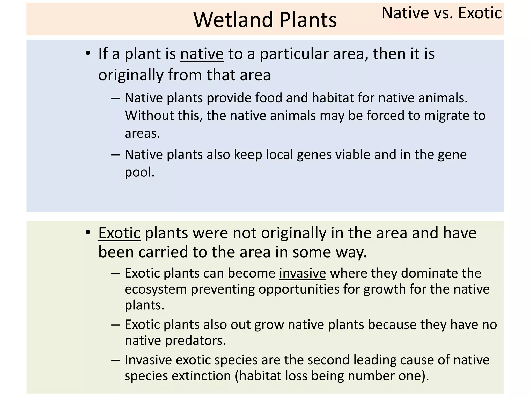 Wetland Plants 
Native vs. Exotic 
• If a plant is native to a particular area, then it is 
originally from that area 
– Native plants provide food and habitat for native animals. 
Without this, the native animals may be forced to migrate to 
areas. 
– Native plants also keep local genes viable and in the gene 
pool. 
• Exotic plants were not originally in the area and have 
been carried to the area in some way. 
– Exotic plants can become invasive where they dominate the 
ecosystem preventing opportunities for growth for the native 
plants. 
– Exotic plants also out grow native plants because they have no 
native predators. 
– Invasive exotic species are the second leading cause of native 
species extinction (habitat loss being number one). 
 