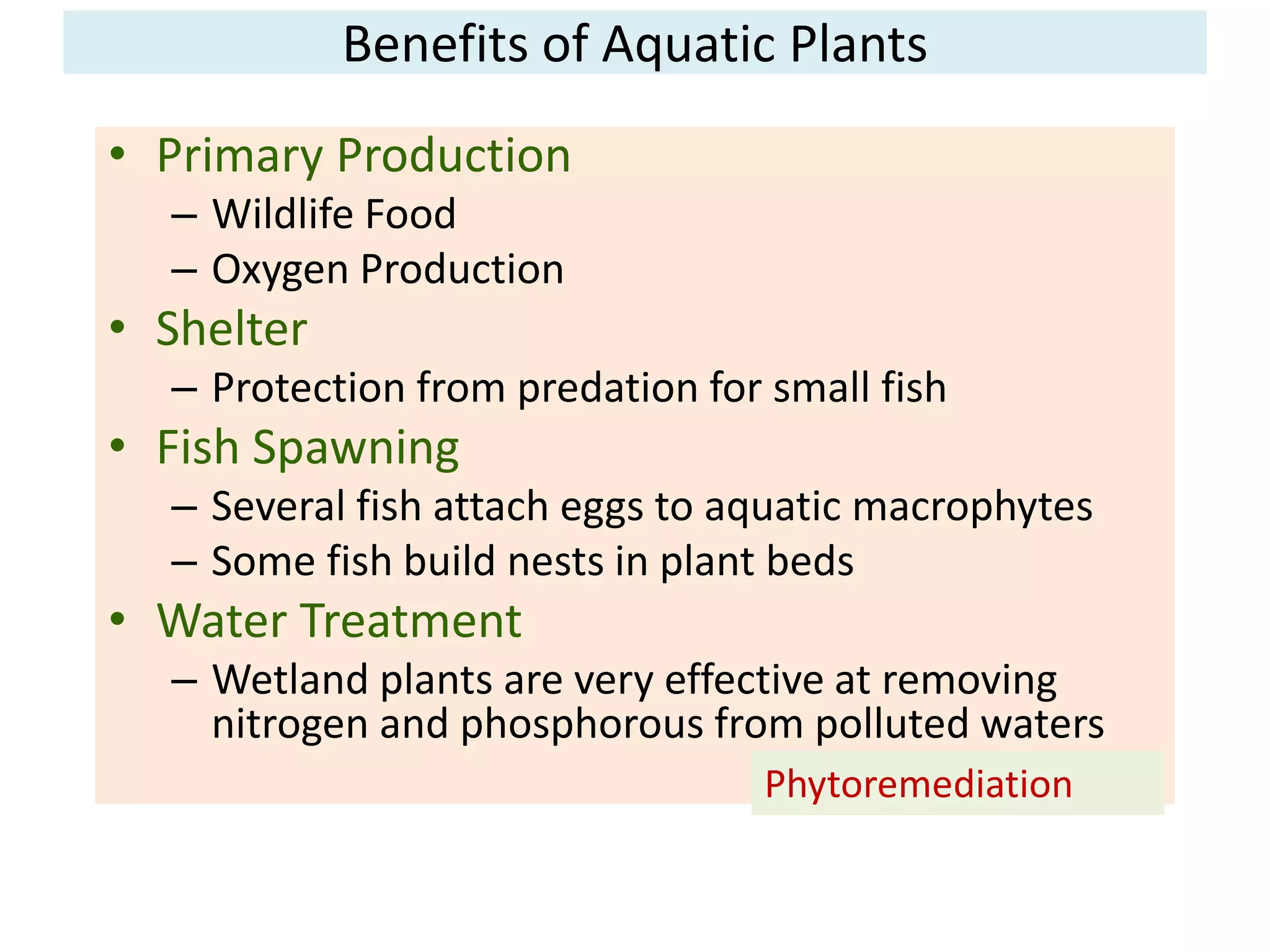 Benefits of Aquatic Plants 
• Primary Production 
– Wildlife Food 
– Oxygen Production 
• Shelter 
– Protection from predation for small fish 
• Fish Spawning 
– Several fish attach eggs to aquatic macrophytes 
– Some fish build nests in plant beds 
• Water Treatment 
– Wetland plants are very effective at removing 
nitrogen and phosphorous from polluted waters 
Phytoremediation 
 