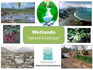 Wetlands 
'nature's kidneys’ 
 