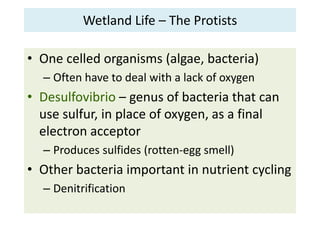 Wetland Life – The Protists 
• One celled organisms (algae, bacteria) 
– Often have to deal with a lack of oxygen 
• Desul...
