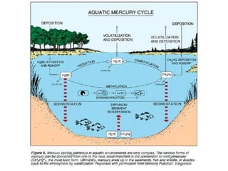 Chemical Functions of Wetlands 
• Waste Treatment 
• High rate of biological activity 
• Can consume a lot of waste 
• Hea...