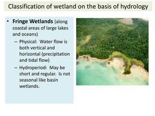 Classification of wetland on the basis of hydrology 
• Fringe Wetlands (along 
coastal areas of large lakes 
and oceans) 
...