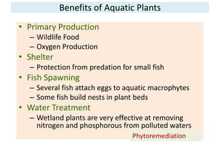 Benefits of Aquatic Plants 
• Primary Production 
– Wildlife Food 
– Oxygen Production 
• Shelter 
– Protection from preda...